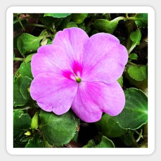 Busy Lizzie/Impatiens walleriana Sticker